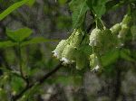 American Bladderwort (Staphylea trifolia), flower