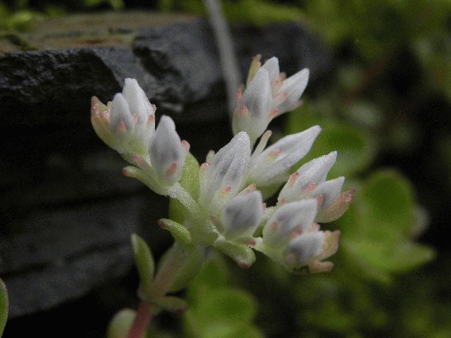 Wild Stonecrop (Sedum ternatum)