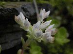 Wild Stonecrop (Sedum ternatum), flower
