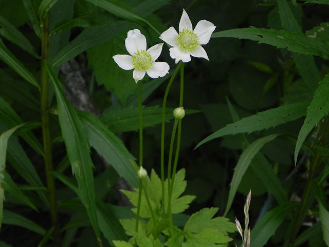 Thimble weed (Anemone virginiana)
