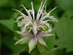 Basil Balm (Monarda clinopodia), flower
