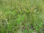 Purple Meadow-Rue (Thalictrum dasycarpum), leaf