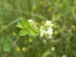 Purple Meadow-Rue (Thalictrum dasycarpum), flower