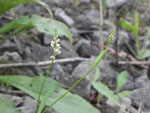 Whorled Milkwort (Polygala verticillata), flower