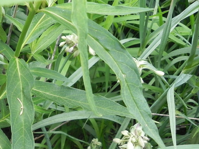 Four-Leaved Milkweed (Asclepias quadrifolia)