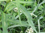 Four-Leaved Milkweed