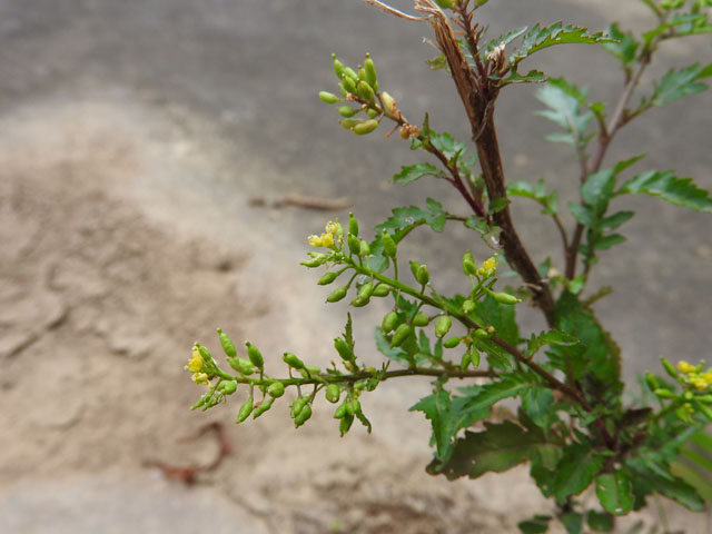 Bog Yellowcress (Rorippa palustris)