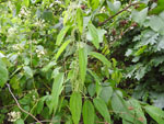 Tall Nettle (Urtica procera), leaf