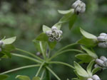 Poke Milkweed (Asclepias exaltata), tech