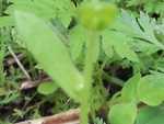 Small-Flowered Forget-Me-Not (Myosotis stricta), leaf