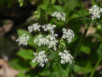 Eastern Hemlock-Parsley (Conioselinum chinense), flower