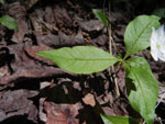 Starflower (Trientalis borealis), leaf