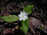 Starflower (Trientalis borealis), flower