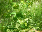 Leafy Spurge (Euphorbia esula), tech