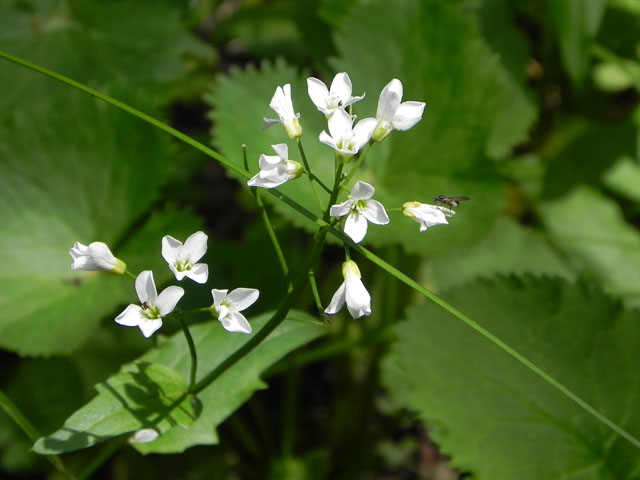 Spring Cress (Cardamine bulbosa)