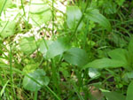 Spring Cress (Cardamine bulbosa), leaf