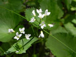 Spring Cress (Cardamine bulbosa), flower