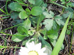 English Daisy (Bellis perennis), leaf