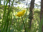 Creeping Buttercup (Ranunculus repens), tech