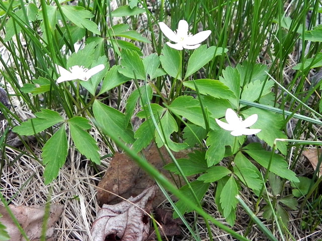 Wood Anemone (Anemone quinquefolia)