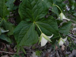 Drooping Trillium (Trillium flexipes), flower