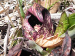 Skunk Cabbage (Symplocarpus foetidus), flower
