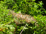 Cow Parsnip (Heracleum lanatum), fruit/seed