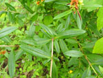 Shrubby St. Johnswort (Hypericum prolificum), leaf