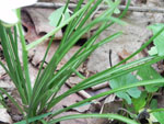 Star of Bethlehem (Ornithogalum umbellatum), leaf