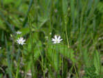 Long-Leaved Stitchwort