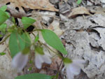 Carolina Spring Beauty (Claytonia caroliniana), leaf
