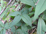 Starry Campion (Silene stellata), leaf