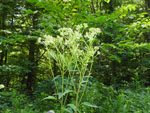 Pale Indian-Plantain (Cacalia atriplicifolia), flower