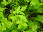 Honewort (Cryptotaenia canadensis), leaf