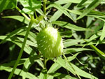 Bur Cucumber (Echinocystis lobata), fruit/seed