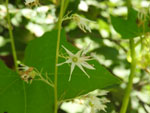 Bur Cucumber (Echinocystis lobata), flower
