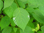 Wild Hydrangea (Hydrangea arborescens), leaf