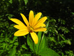 Oxeye (Heliopsis helianthoides), flower
