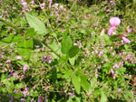 Hoary Tick-Trefoil (Desmodium canescens), leaf