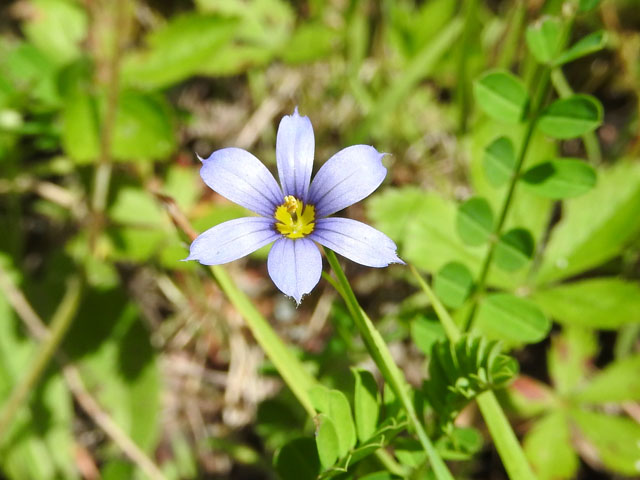 Blue-Eyed Grass (Sisyrinchium angustifolium)