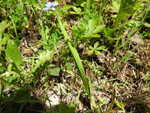 Blue-Eyed Grass (Sisyrinchium angustifolium), leaf