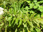 Narrowleaf Meadowsweet (Spiraea alba), leaf