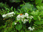 Narrowleaf Meadowsweet (Spiraea alba), flower