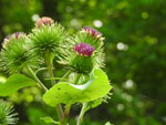 Great Burdock (Arctium lappa), flower