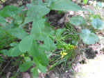 Spotted St. Johnswort (Hypericum punctatum), leaf