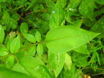Fringed Loosestrife (Lysimachia ciliata), leaf