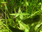 Virginia Mountain Mint (Pycnanthemum virginianum), leaf