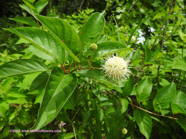 Button Bush (Cephalanthus occidentalis)