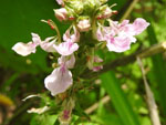 Wood Sage (Teucrium canadense), flower