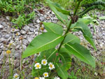 Common Milkweed (Asclepias syriaca), leaf